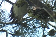 hawk 2.jpg